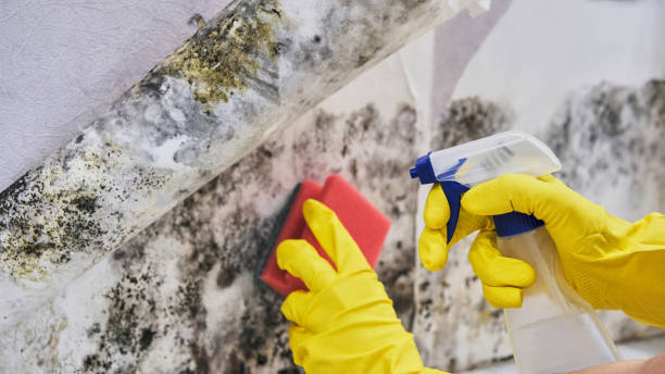  Lebanon, MO Mold Removal Pros